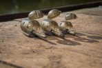 Cosulet viermi Matrix Inline Maggot Feeders - imagine 6